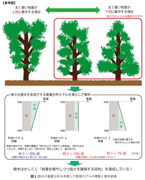 樹根位置|樹木の根の生長と分布特性